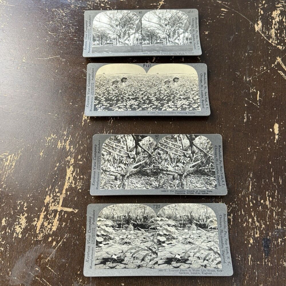 Stereoview Cards Lot Of 4 Keystone Banyan Tree Daisies West Indies Kew Gardens